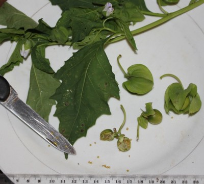 166. Pflanze, IMG_7937.JPG