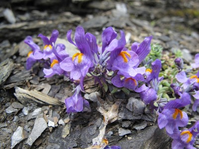 IMG_2638.jpg