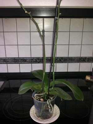 orchidee2.JPG