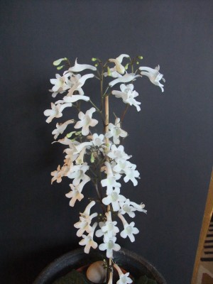 DSCF1686.JPG