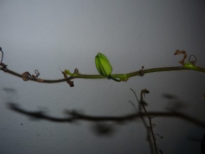 Passiflora menispermifolia var rosea Knospe.jpg