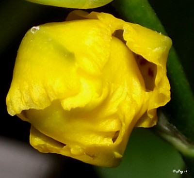 Unbekannt 4 - Oncidiu.jpg