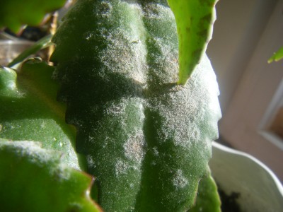 DSCF7859.JPG