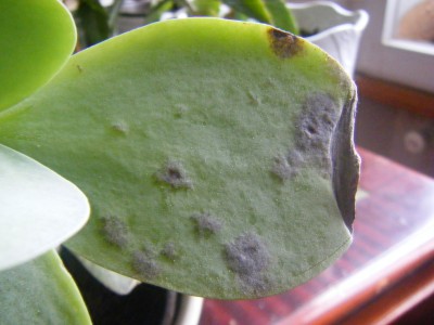 DSCF7862.JPG