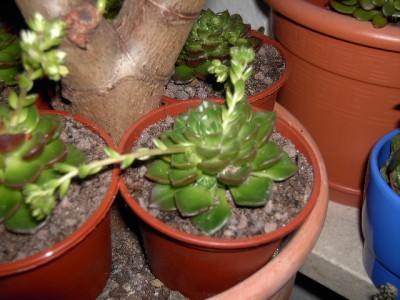 PICT2078.JPG