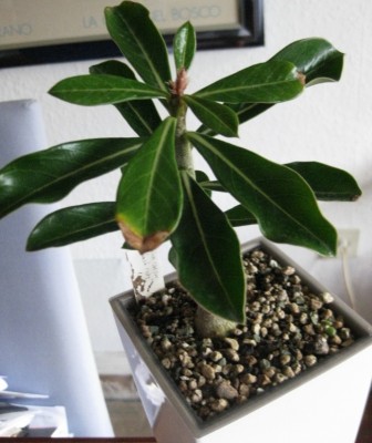 Wüsti mit Blütenansatz 04.03.2012.jpg