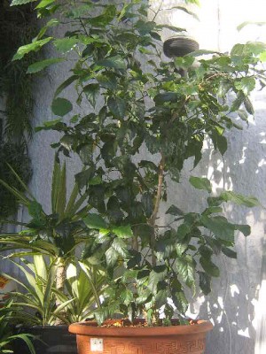schizophi 01.2012.JPG