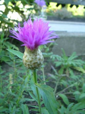 SANY0002-1.JPG