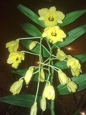 ..Dendrobium fimbriatum ocolatum''.JPG