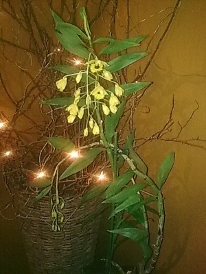 ..Dendrobium fimbriatum ocolatum'.JPG