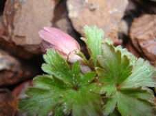 Strahlenanemone Anemone blanda.jpg