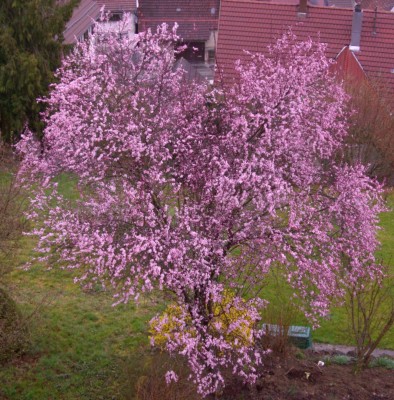 Blutpflaume - Kopie.JPG