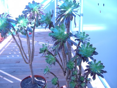 PICT2083.JPG