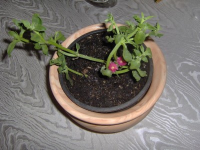 Pflanze mit roten Blüten.jpg