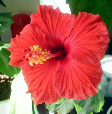 Hibiskus rot.jpg