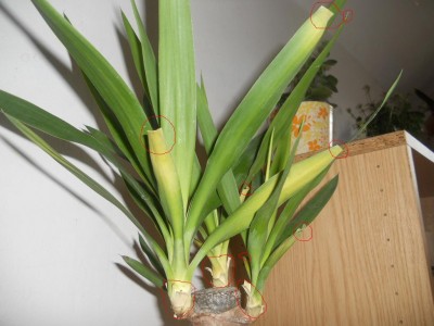 Yucca 2.jpg