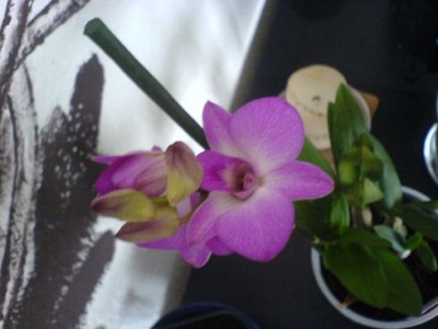 Dendrobium Phalaenopsis2.jpg
