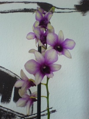 Dendrobium Phalaenopsis.jpg