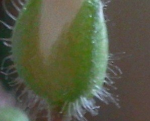 Foto0331-Ausschnitt.jpg