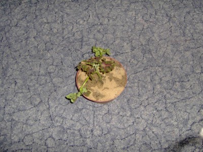 Hpim0126.jpg