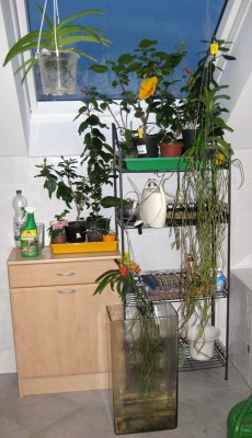 Planzen im Badezimmer_0374.jpg