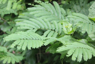 117. Baum, IMG_8013.JPG
