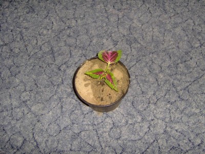 Hpim0127.jpg