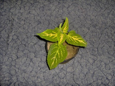 Hpim0125.jpg