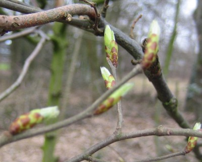 Bild green24 3 573.jpg