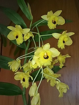 ..Dendrobium fimbriatum ocolatum'Nahaufnahme..JPG