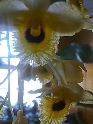 ..Dendrobium fimbriatum ocolatum'Nahaufnahme.JPG