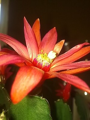 ..Rhipsalidopsis'zweifarbig.JPG