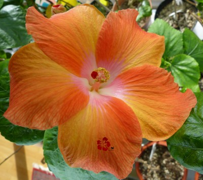eve 8032012.jpg