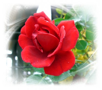 kletterrose 11.06-2.JPG