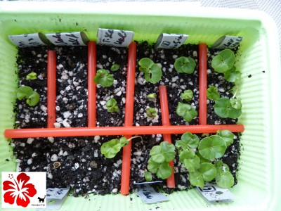 P1010637 verkleinert.jpg