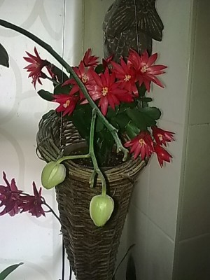 ..Schmetterlings'Orchi..Knospen kurz vorm aufblühen.JPG