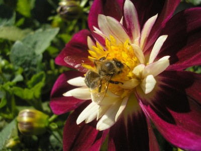 DAHLIEN.JPG