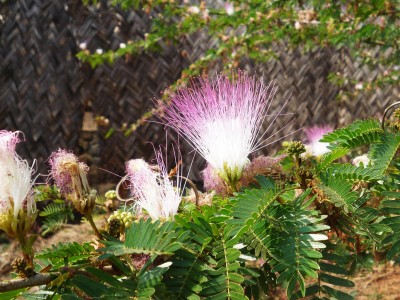 Kamerun-Flora (2).JPG