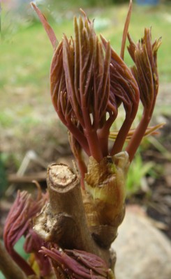 Paeonia suffruticosa.jpg