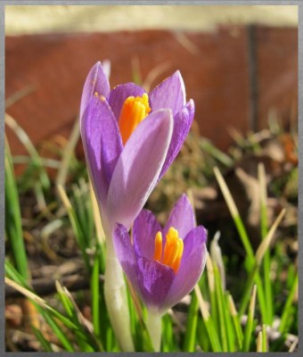 Krokus.JPG