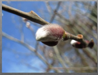 Weidenkätzchen.JPG