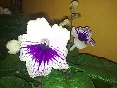 ..Strepto.Blue Leyla.JPG