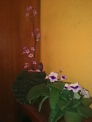 ..Streptocarpus wendlandii ' Streptcarpus Blue Leyla.JPG