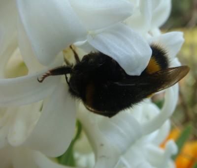 Hummel auf Hyazinthe.jpg