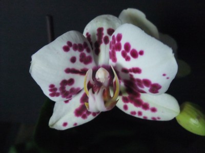 DSCF1692.JPG