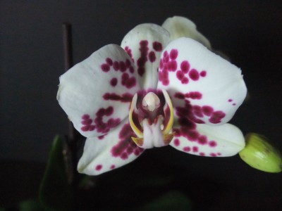 DSCF1691.JPG