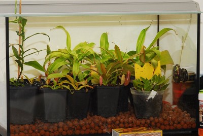 dsc_8630_Topfterrarium.jpg
