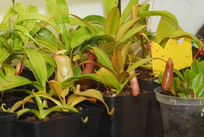 dsc_8631_Nepenthes.jpg