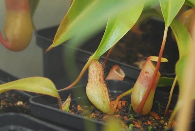 dsc_8634_N_boschianaxstenophylla.jpg