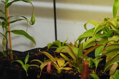 dsc_8635_Nepenthes.jpg